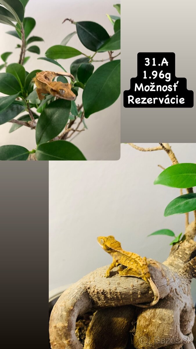 Pagekon riasnaty - 9