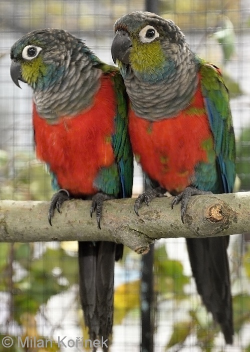 Pyrura perlata - ručný dokrm - 9