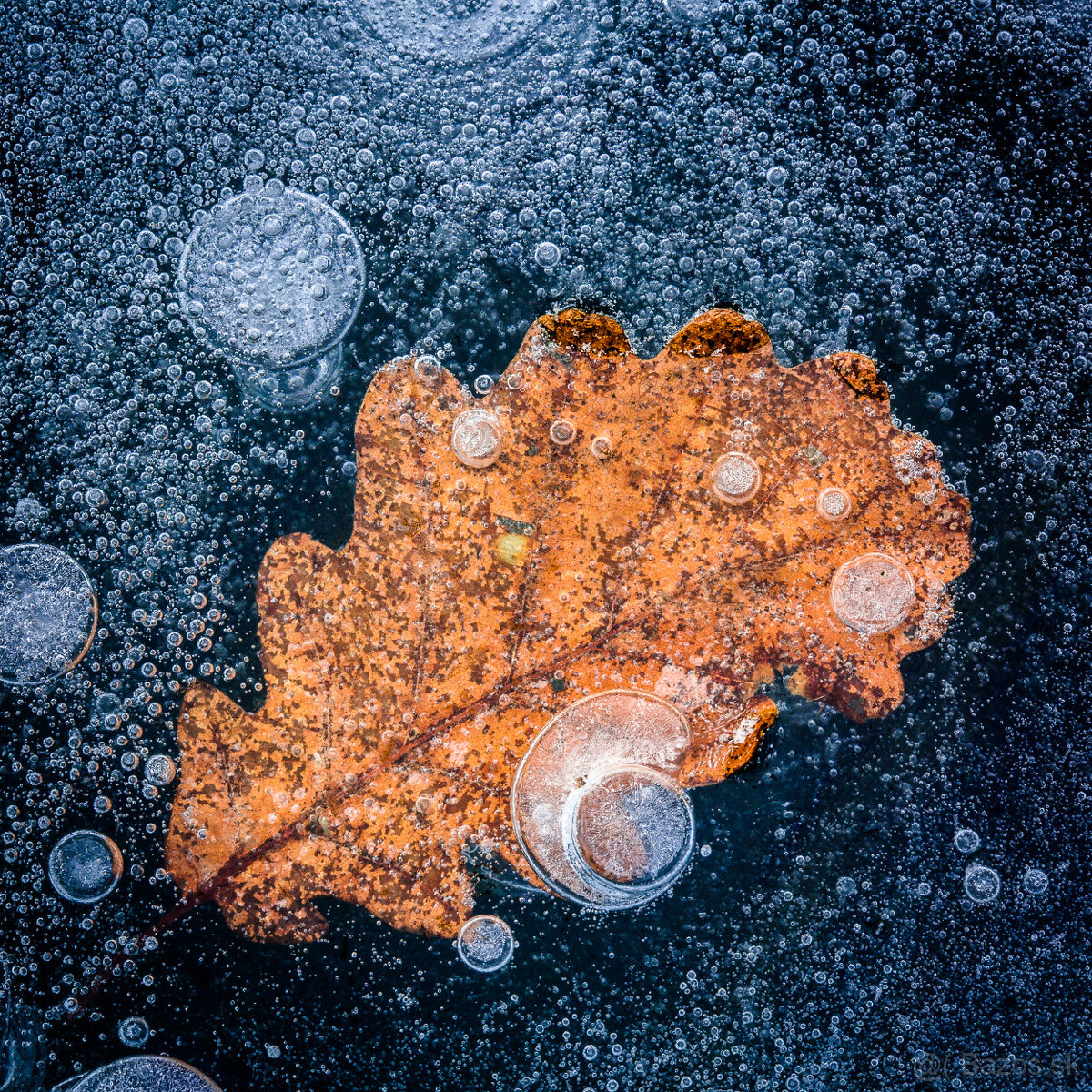 CANON EF 100mm f/2.8 USM makro - 9