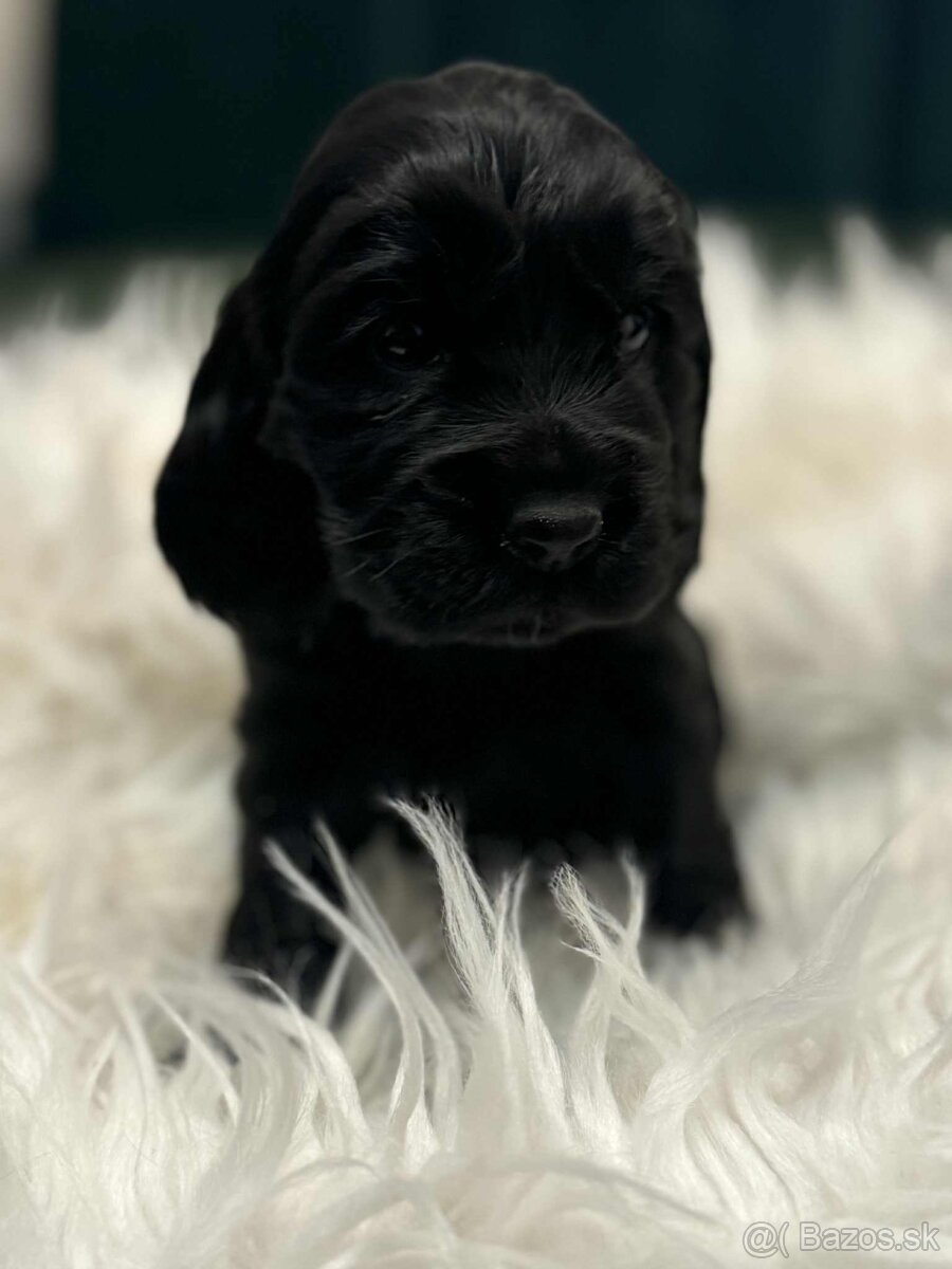 Anglický kokeršpaniel - 9