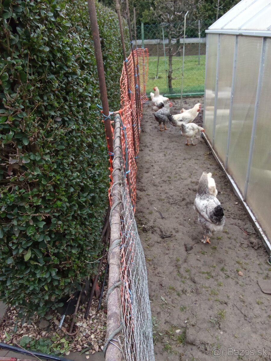 Predám kohútov - 9