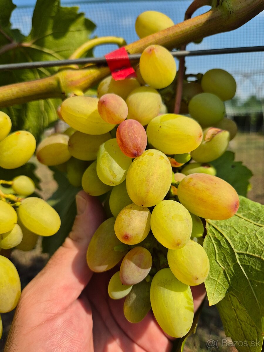 Predám pozemok v marcelovej. 1100m2 - 9