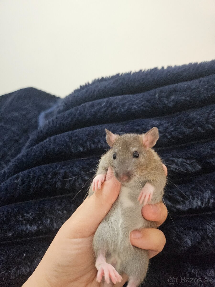 Darujem potkaníky - 9