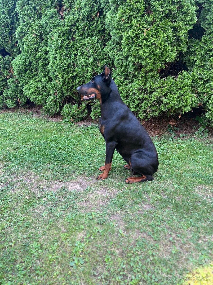 Doberman šteniatka - 9