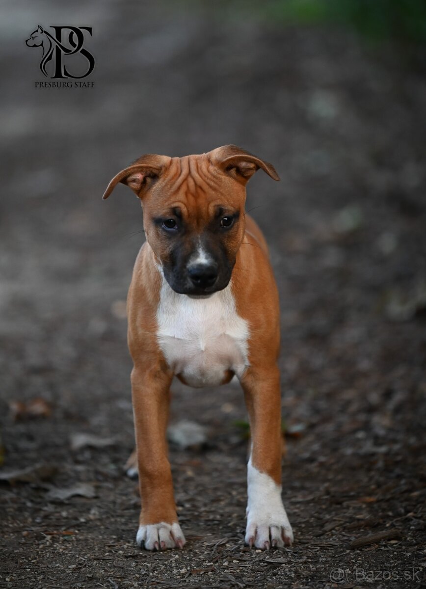 Americký Staffordšírsky terriér - 9