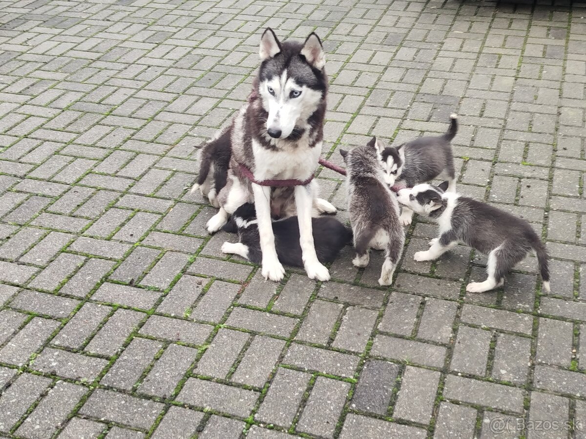 SIBÍRSKY HUSKY - 9
