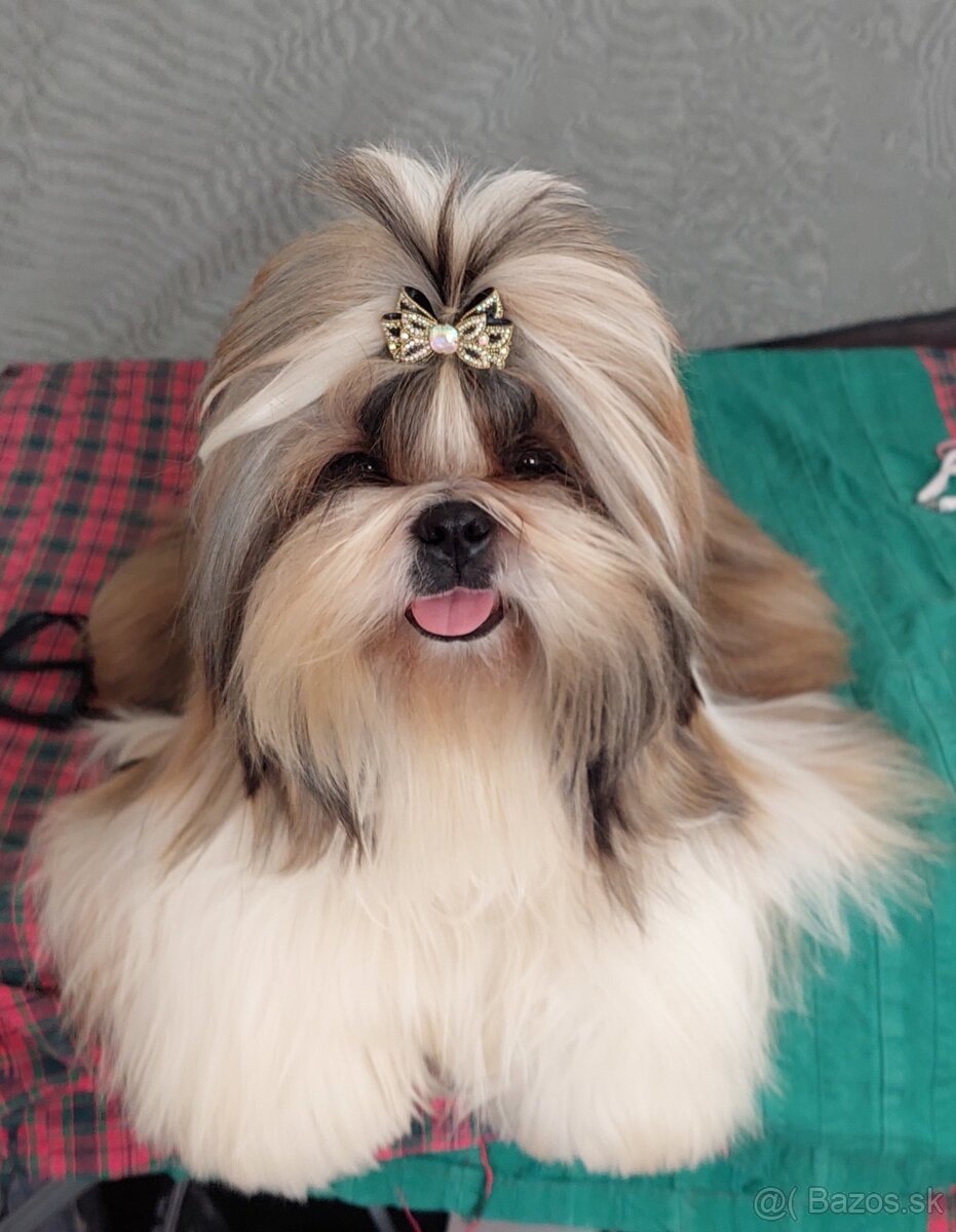 Predám šteniatka Shi tzu - 9