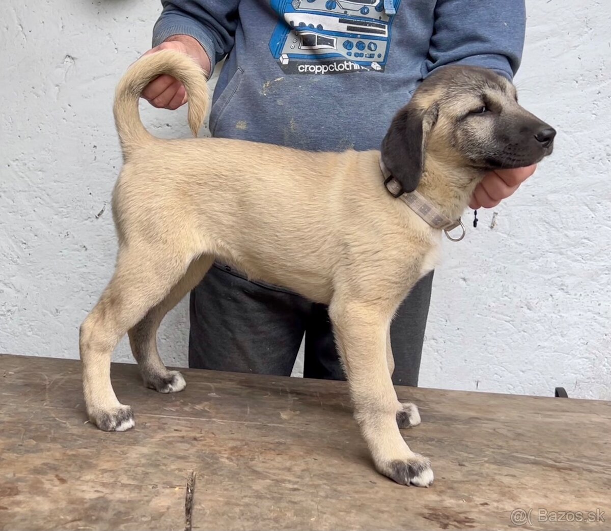 KANGAL - štěňata již K ODBĚRU, iba sučky - 9