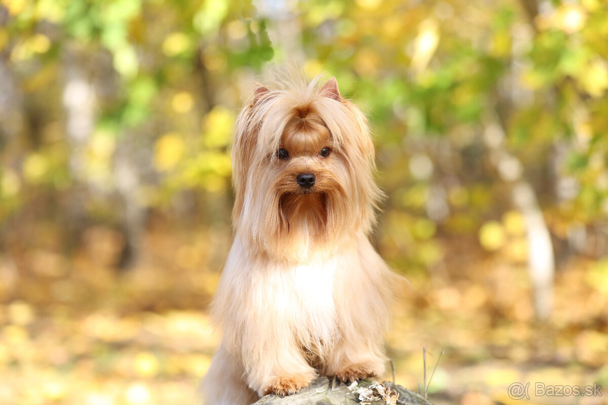 Golddust yorkshire terrier - luxusní fenečka s PP - 9