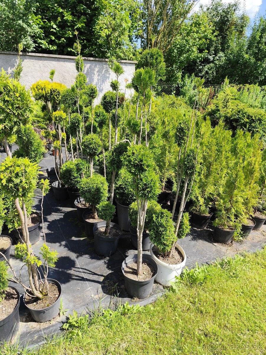 Okrasné dreviny, kríky - 9