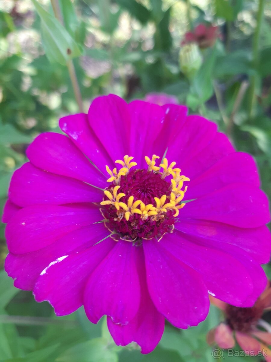 Cínia pôvabná - 9