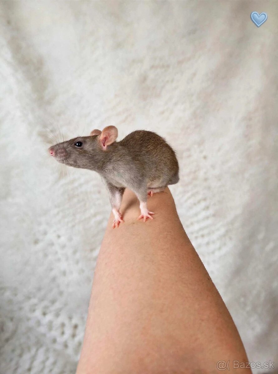 Predám potkaniky dumbo - 9