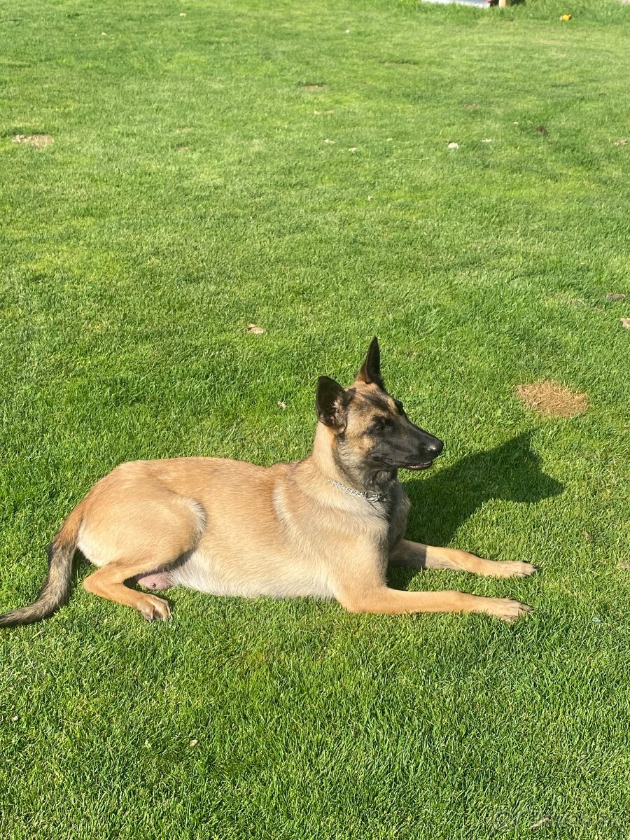 Šteniatka belgický ovčiak malinois - 9