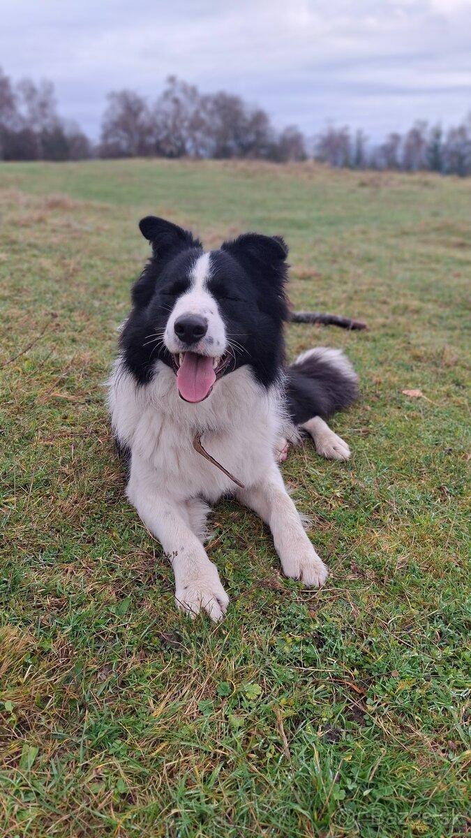 AKTUALNE Darujem border koliu - 9