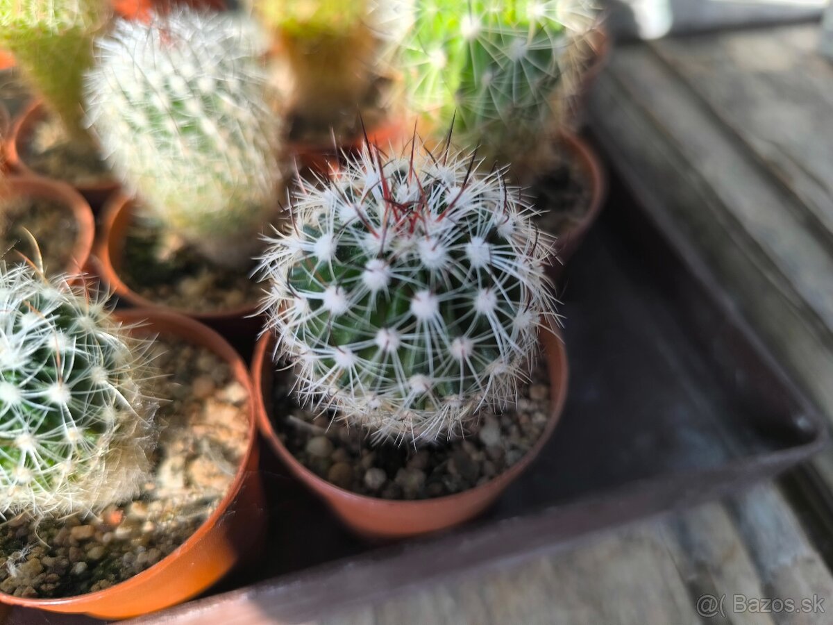 Kaktusy a sukulenty - 9
