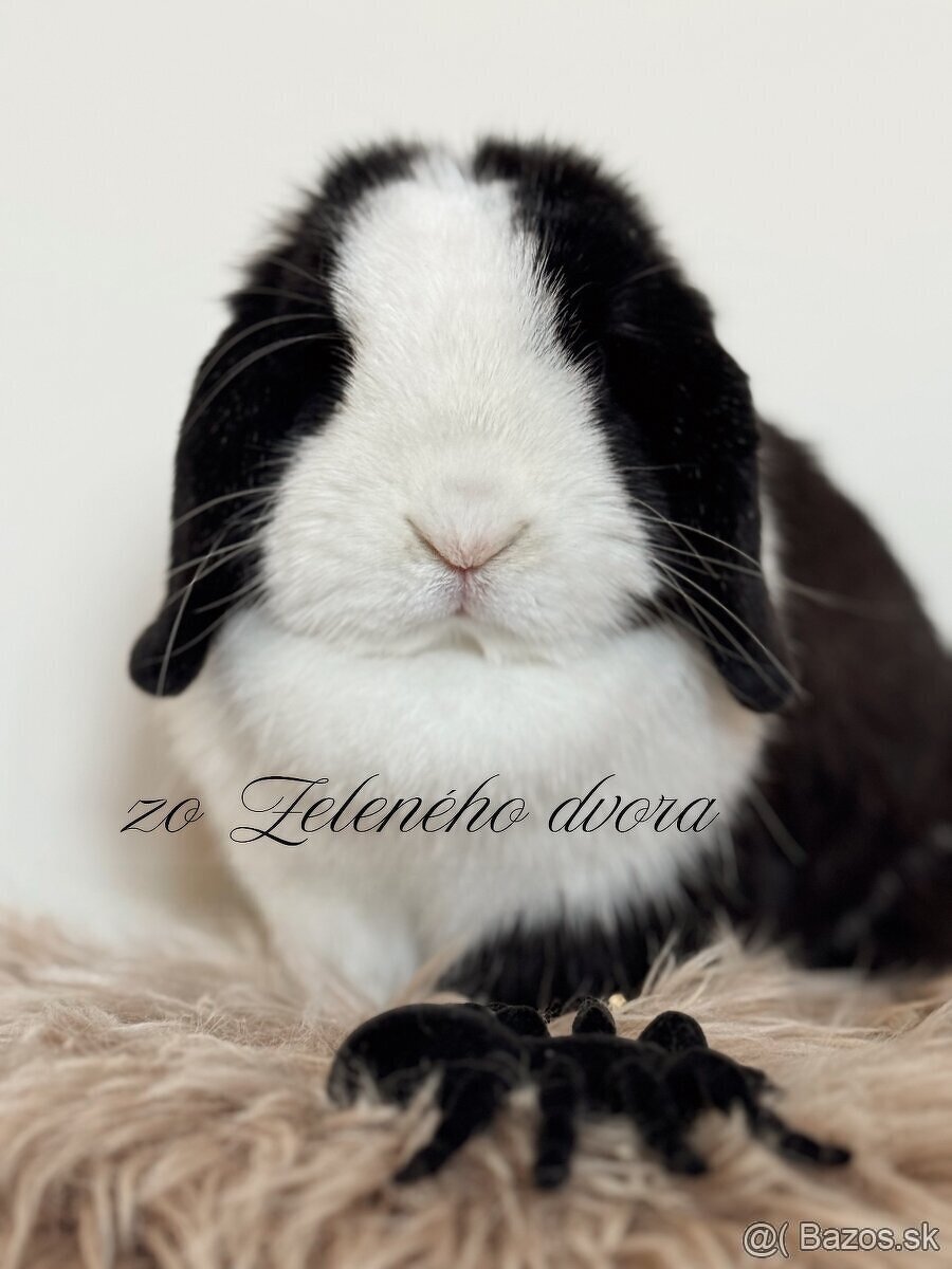 🐰 Minilop králiky 🐰 - 9
