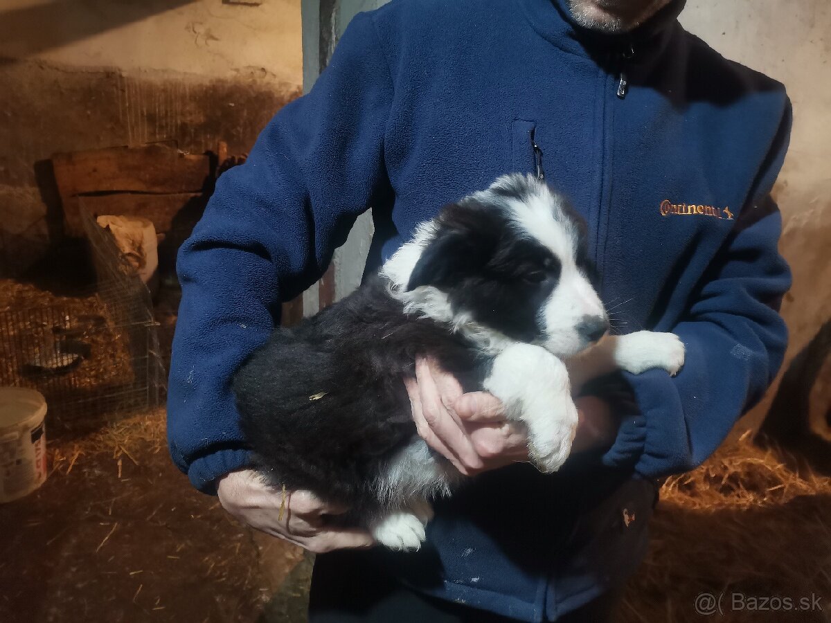 Border kólia šteniatka - 9