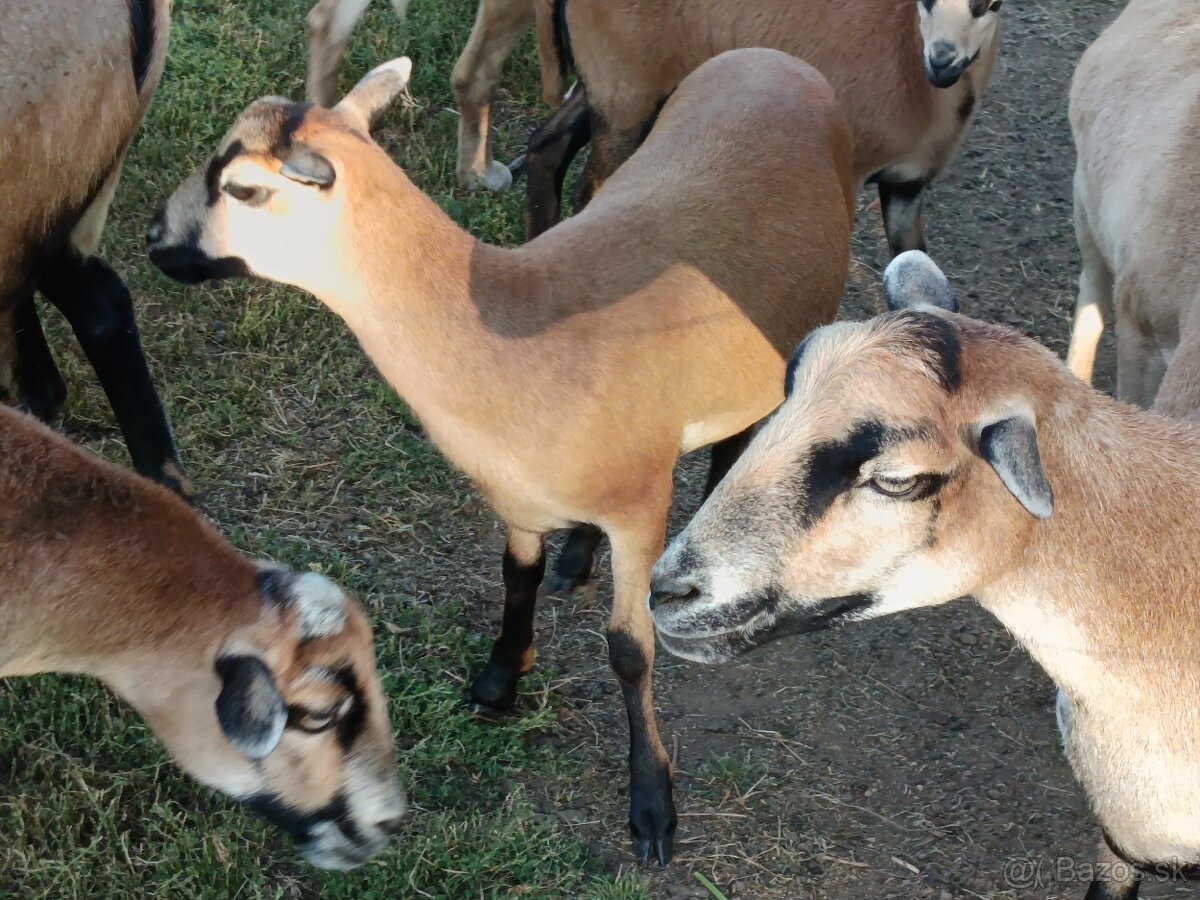 Predám ovečku ovce kamerunskej - 9