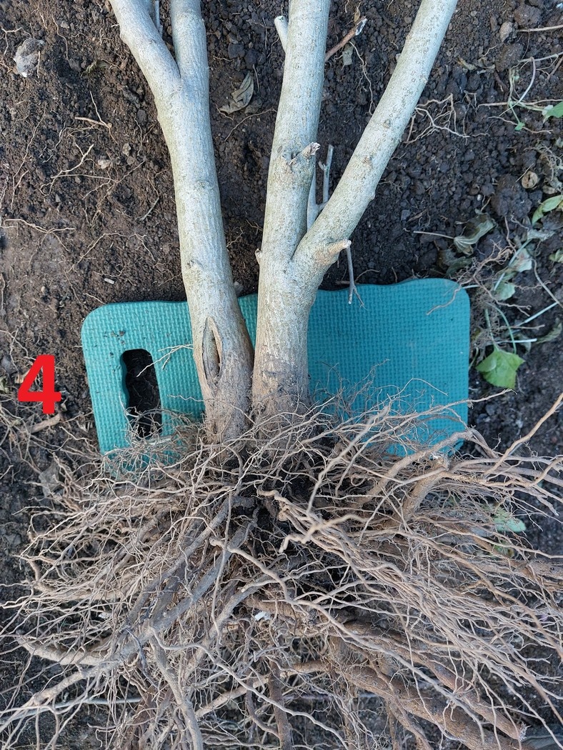 Rastliny na bonsaj, bonsai - IBIŠTEK SÝRSKY_2 - 9