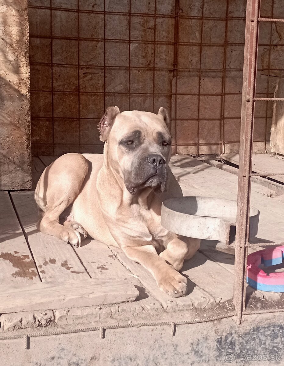 Cane corso šteniatka - 9