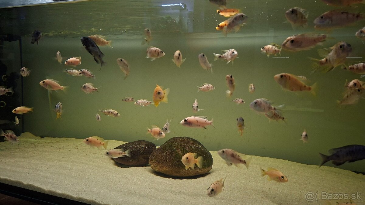 Africké cichlidy Malawi - 9