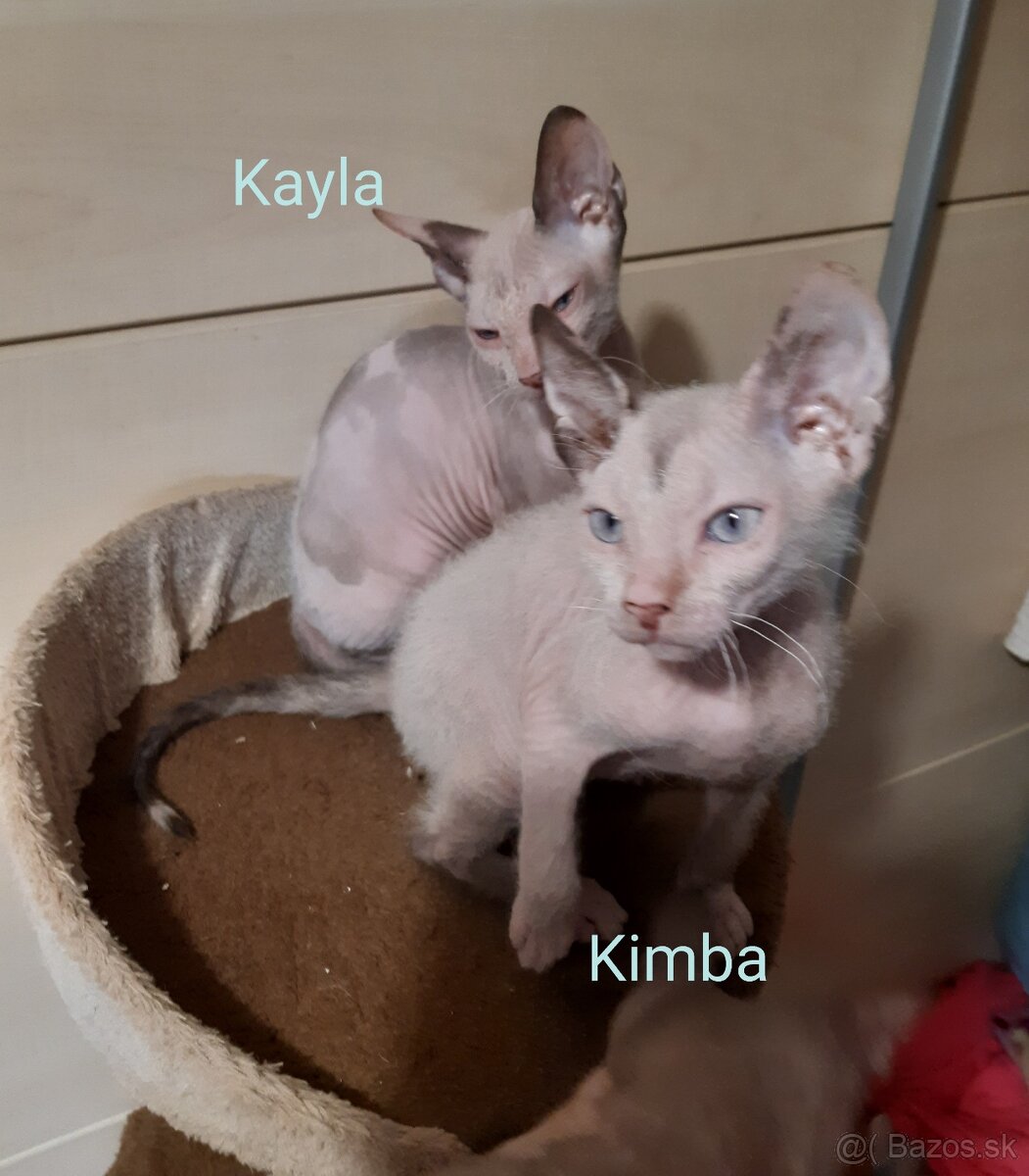 Don Sphynx Mačiatka - 9