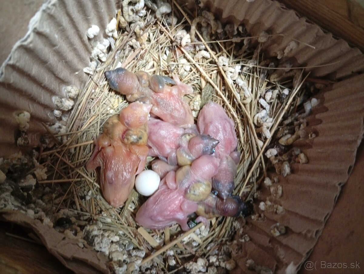 Predám amadina gouldová - 9