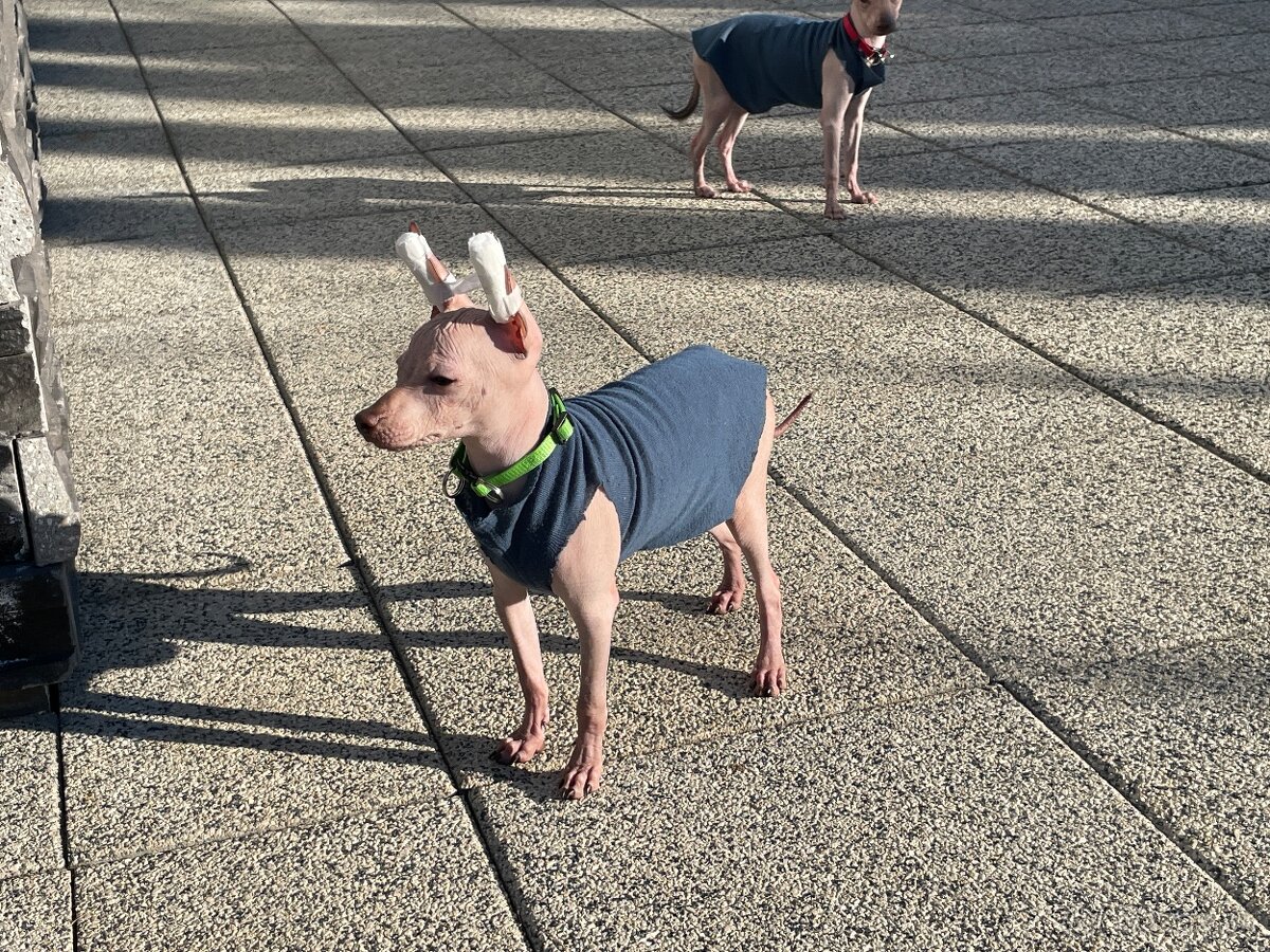 Peruánsky naháč malý - POSLEDNÝ VOĽNÝ PSÍK - 9