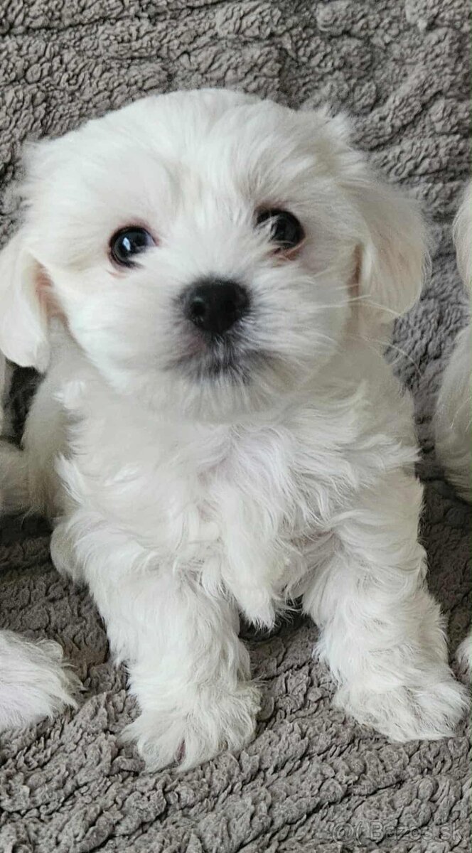 Mini Maltezák - 9