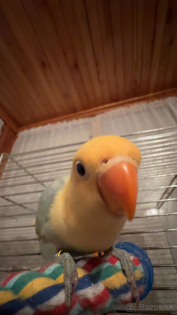 rucne dokrmene agapornisy - 9