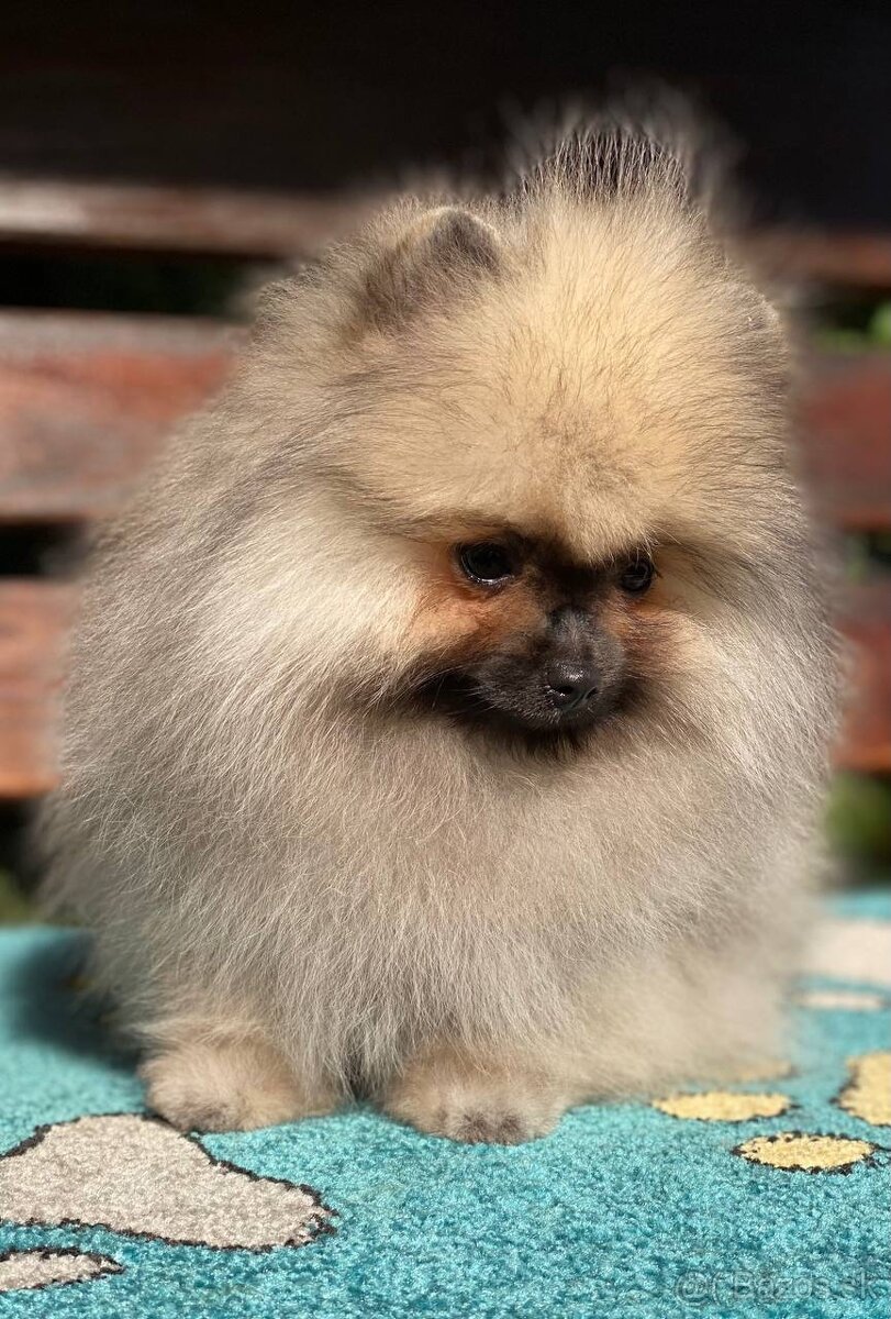 Pomeranian Exkluzivní Fenečka PP FCI - 9