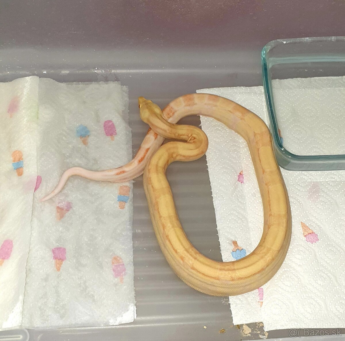 Veľhad královský Boa Constrictor - 9