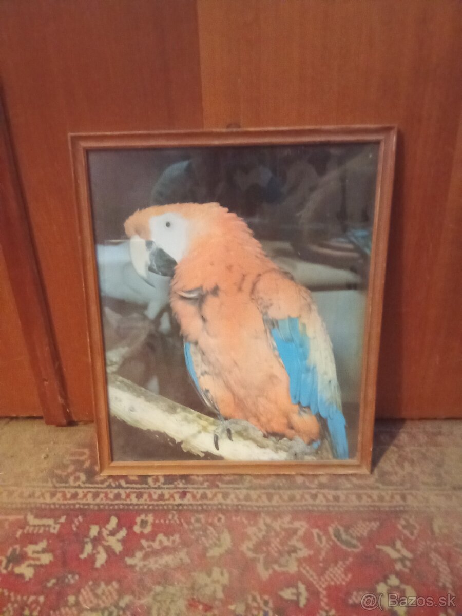 Predám rôzne obrazy - 9