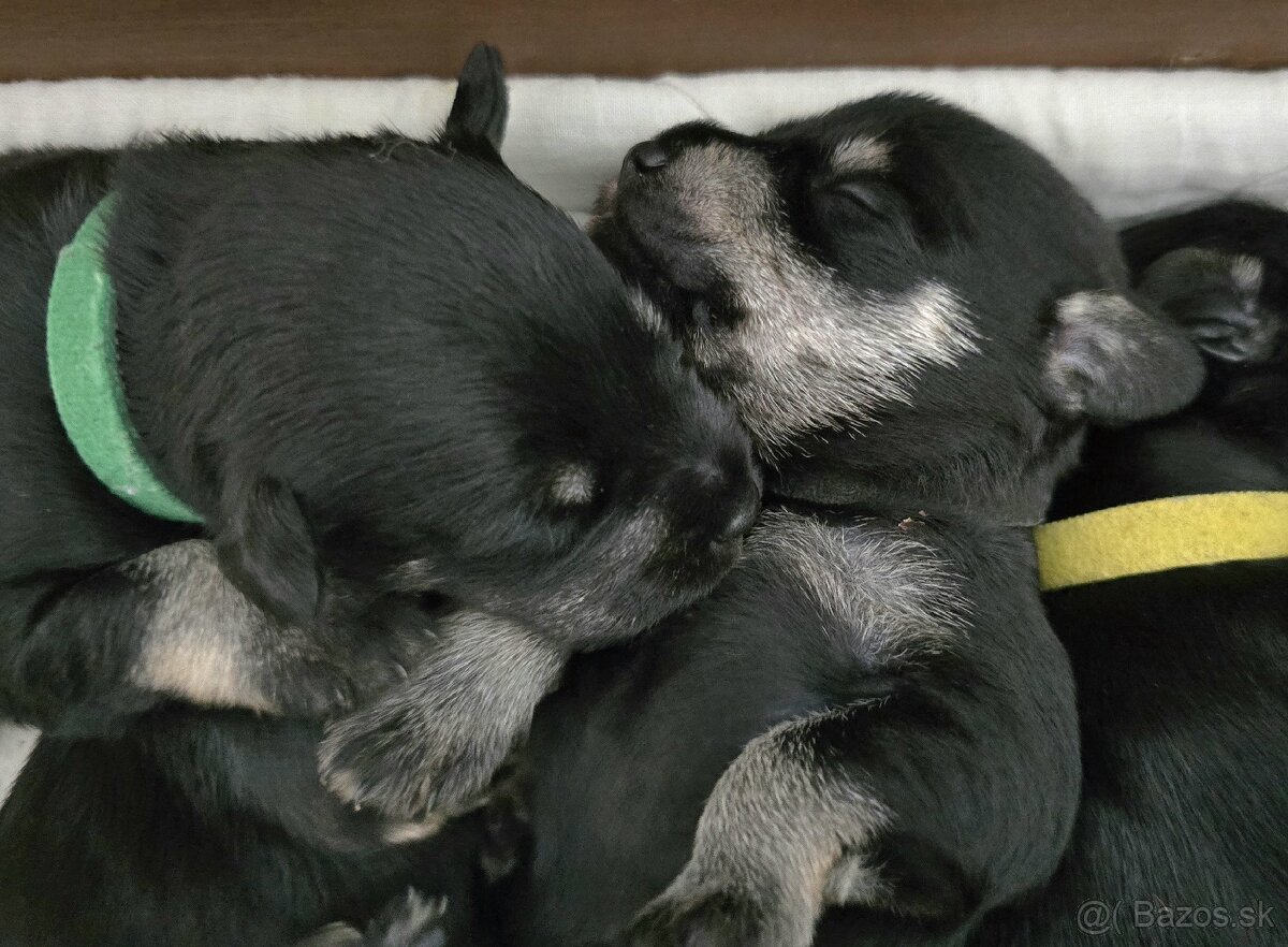 Bradáč malý čiernostrieborný - 9