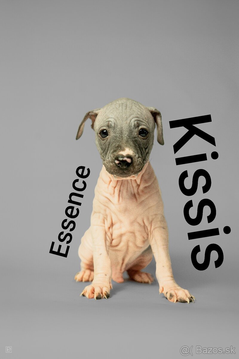 Americký bezsrstý teriér - 9