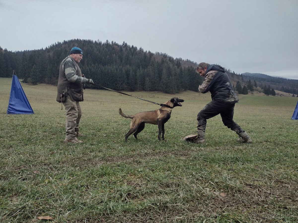 Belgický ovčiak šteniatka - 9