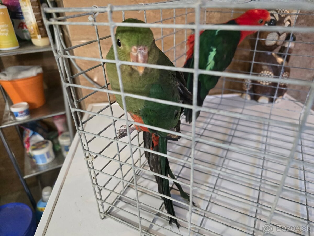 Predam papagaj kralovsky - 9