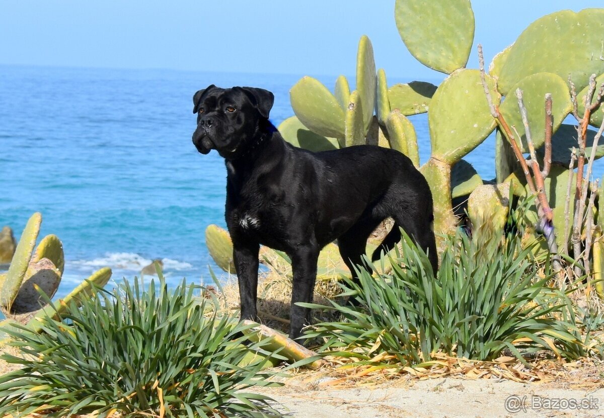 Cane Corso štěňátka s FCI PP - - 9