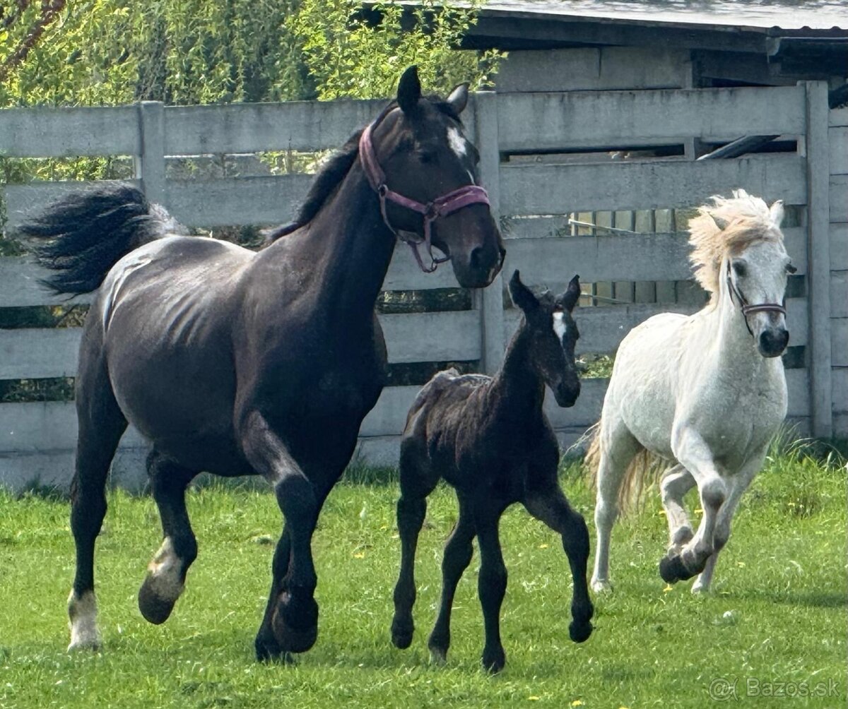 Kobyla TOP charakter - 9