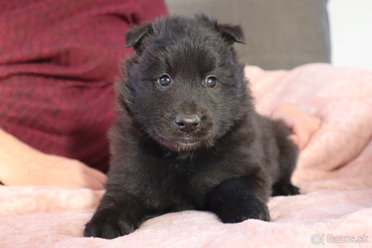 Belgický ovčiak groenendael FCI s PP po šampiónoch - 9