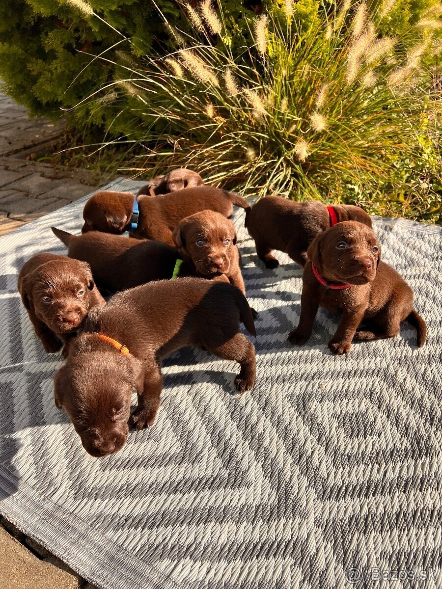 Labrador na krytie - 9