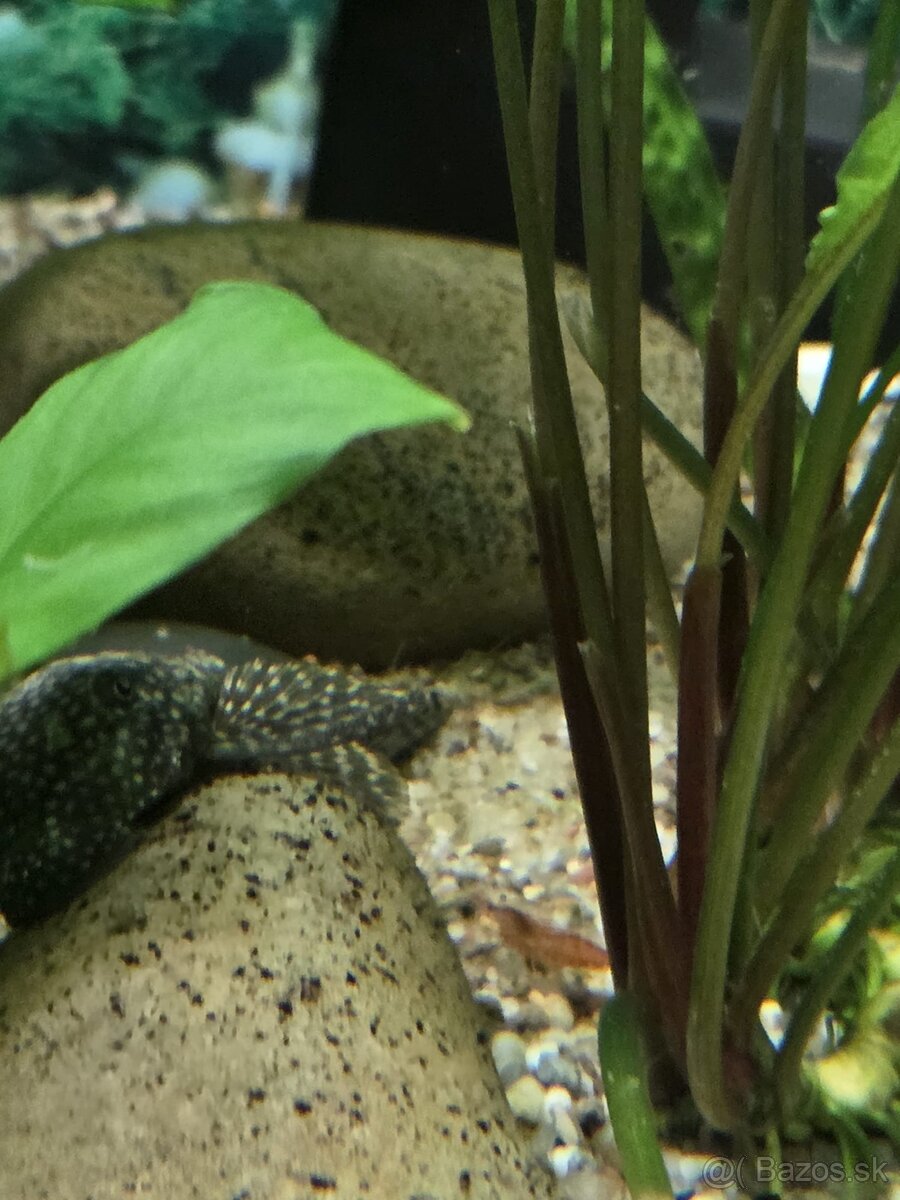 Akvarium 180 L - 9