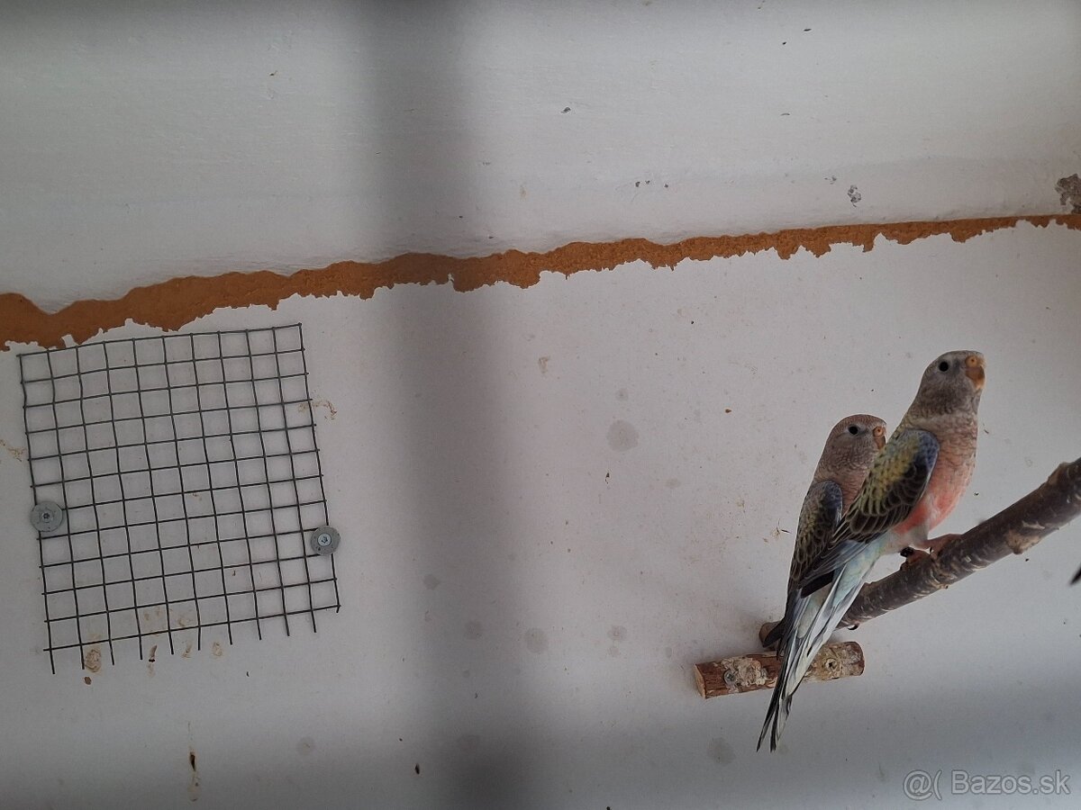 Neofema bourkova - 9