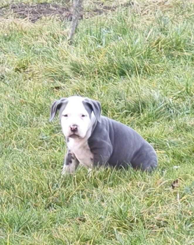 Americký stafordšírsky teriér - 9