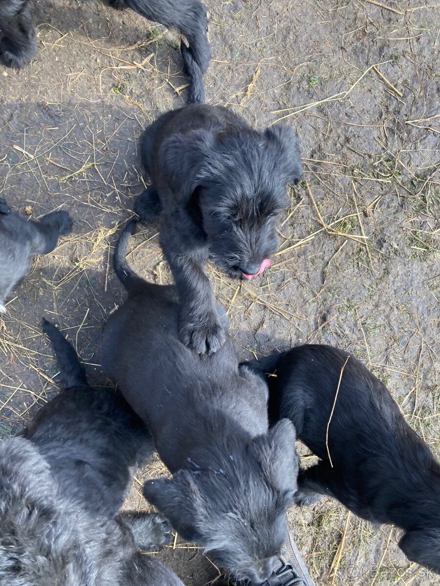 Bradáč veľký - šteniatka - 9