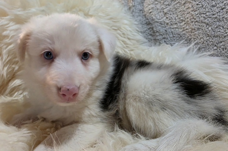 Border Collie, kólia - 9