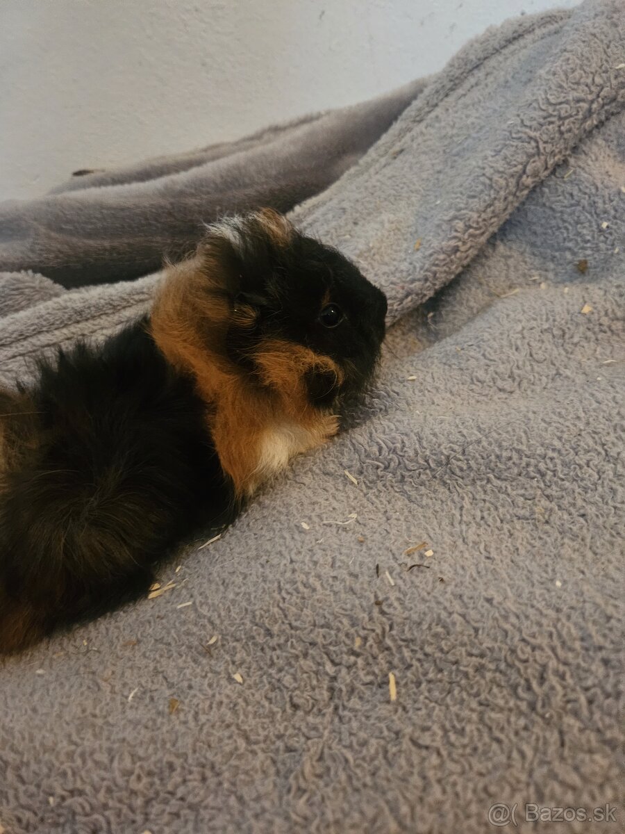 Morske prasiatka - 9