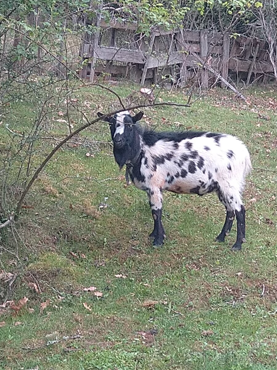 Minikozy darujem - 9