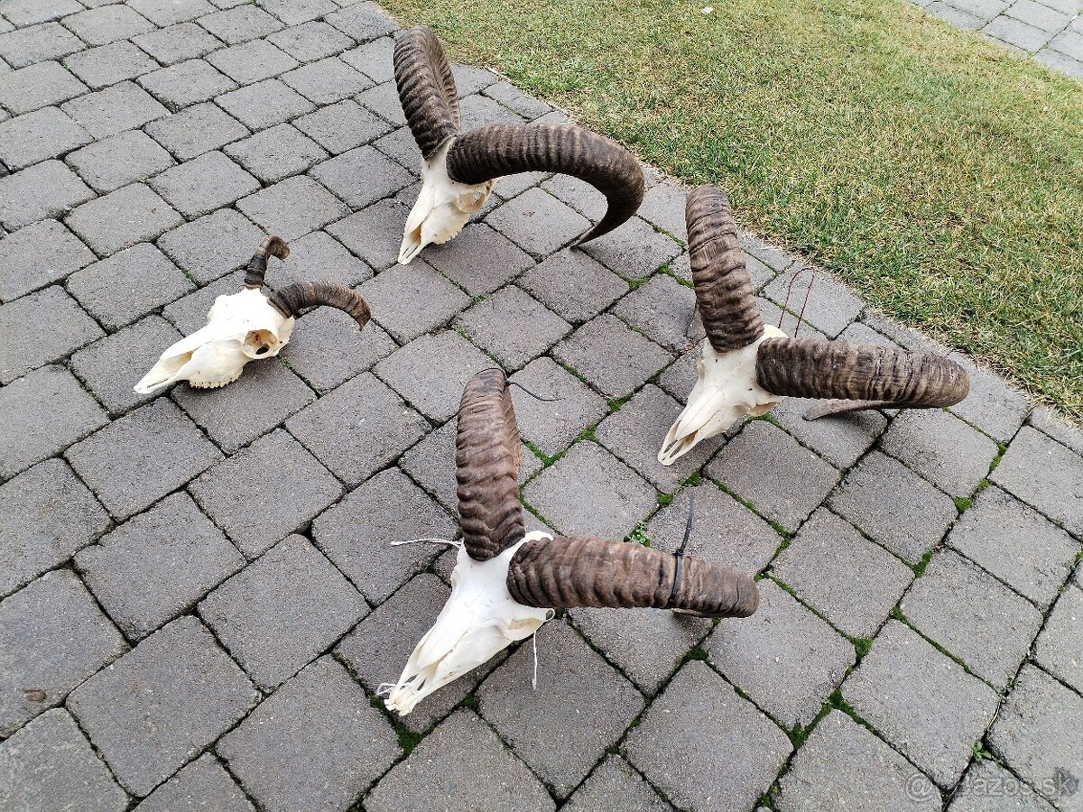 Trofeje muflonov - 9