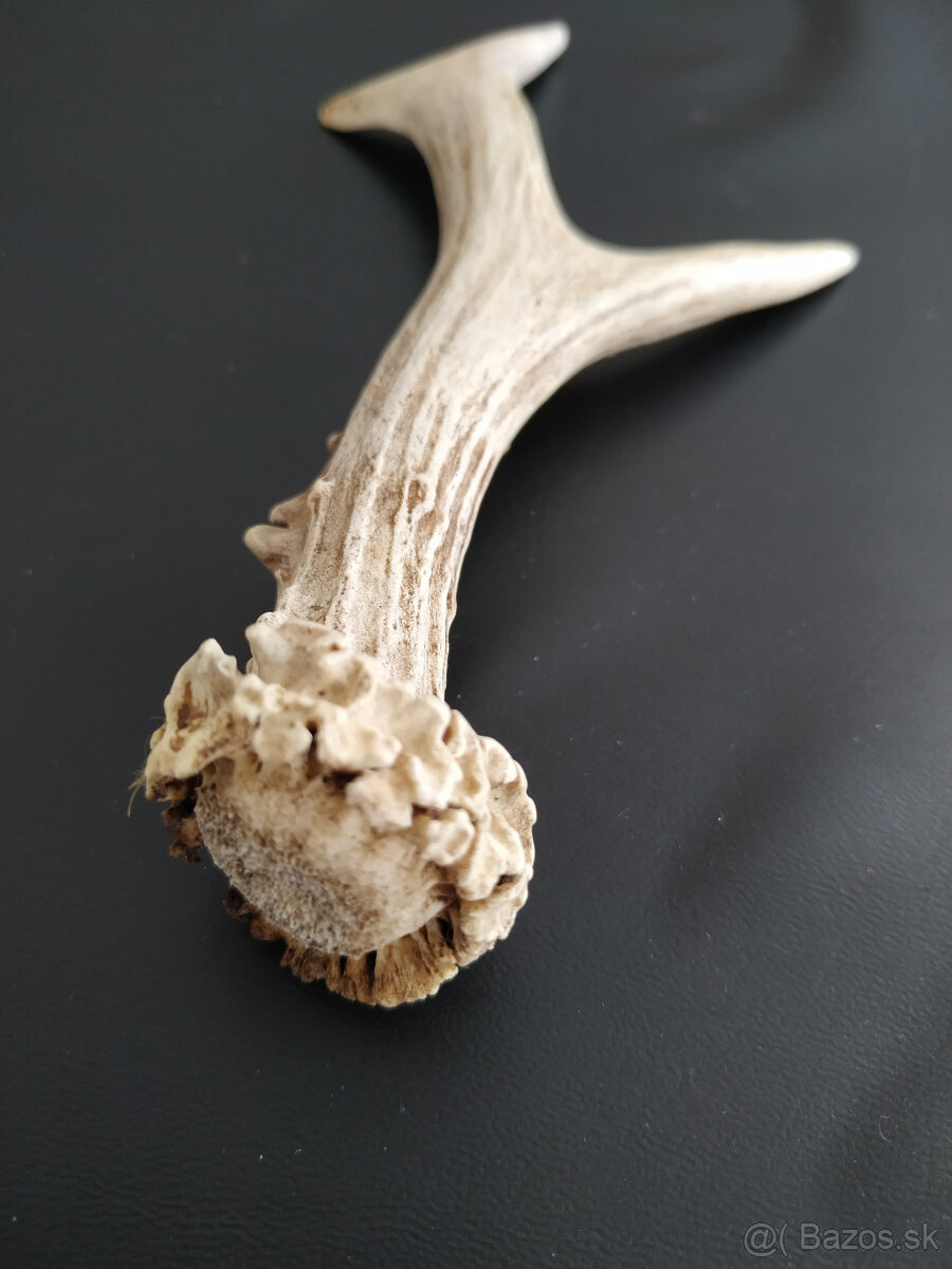 Samorast / Paroh - 9